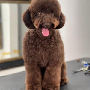 French Poodle Colombia, Mini Toy Poodle en Colombia, venta French Poodle, cachorros French Poodle Pereir­a, mini toy envío nacional, French Poodle hipoalergénico, precio French Poodle Colombia, criadero French Poodle Colombia, French Poodle inteligente y cariñoso, compra perros French Poodle Colombia, French Poodle características, perros miniatura Colombia, mini caniche colombia, poodle caniche, poodle gigante