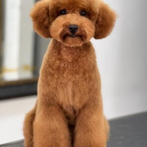 French Poodle Colombia, Mini Toy Poodle en Colombia, venta French Poodle, cachorros French Poodle Pereir­a, mini toy envío nacional, French Poodle hipoalergénico, precio French Poodle Colombia, criadero French Poodle Colombia, French Poodle inteligente y cariñoso, compra perros French Poodle Colombia, French Poodle características, perros miniatura Colombia, mini caniche colombia, poodle caniche, poodle gigante