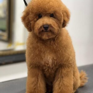 French Poodle Colombia, Mini Toy Poodle en Colombia, venta French Poodle, cachorros French Poodle Pereir­a, mini toy envío nacional, French Poodle hipoalergénico, precio French Poodle Colombia, criadero French Poodle Colombia, French Poodle inteligente y cariñoso, compra perros French Poodle Colombia, French Poodle características, perros miniatura Colombia, mini caniche colombia, poodle caniche, poodle gigante