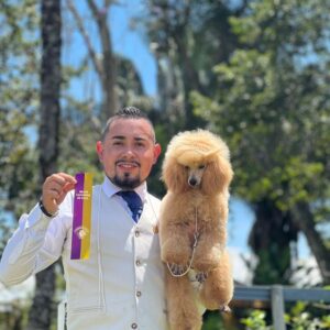 French Poodle Colombia, Mini Toy Poodle en Colombia, venta French Poodle, cachorros French Poodle Pereir­a, mini toy envío nacional, French Poodle hipoalergénico, precio French Poodle Colombia, criadero French Poodle Colombia, French Poodle inteligente y cariñoso, compra perros French Poodle Colombia, French Poodle características, perros miniatura Colombia, mini caniche colombia, poodle caniche, poodle gigante