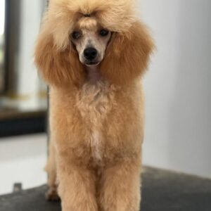 French Poodle Colombia, Mini Toy Poodle en Colombia, venta French Poodle, cachorros French Poodle Pereir­a, mini toy envío nacional, French Poodle hipoalergénico, precio French Poodle Colombia, criadero French Poodle Colombia, French Poodle inteligente y cariñoso, compra perros French Poodle Colombia, French Poodle características, perros miniatura Colombia, mini caniche colombia, poodle caniche, poodle gigante