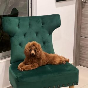 French Poodle Colombia, Mini Toy Poodle en Colombia, venta French Poodle, cachorros French Poodle Pereir­a, mini toy envío nacional, French Poodle hipoalergénico, precio French Poodle Colombia, criadero French Poodle Colombia, French Poodle inteligente y cariñoso, compra perros French Poodle Colombia, French Poodle características, perros miniatura Colombia, mini caniche colombia, poodle caniche, poodle gigante