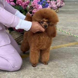 French Poodle Colombia, Mini Toy Poodle en Colombia, venta French Poodle, cachorros French Poodle Pereir­a, mini toy envío nacional, French Poodle hipoalergénico, precio French Poodle Colombia, criadero French Poodle Colombia, French Poodle inteligente y cariñoso, compra perros French Poodle Colombia, French Poodle características, perros miniatura Colombia, mini caniche colombia, poodle caniche, poodle gigante