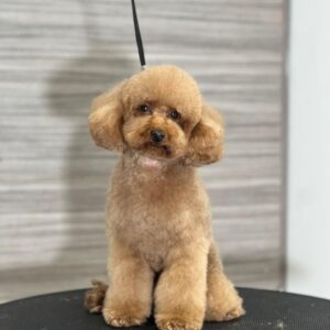 French Poodle Colombia, Mini Toy Poodle en Colombia, venta French Poodle, cachorros French Poodle Pereir­a, mini toy envío nacional, French Poodle hipoalergénico, precio French Poodle Colombia, criadero French Poodle Colombia, French Poodle inteligente y cariñoso, compra perros French Poodle Colombia, French Poodle características, perros miniatura Colombia, mini caniche colombia, poodle caniche, poodle gigante