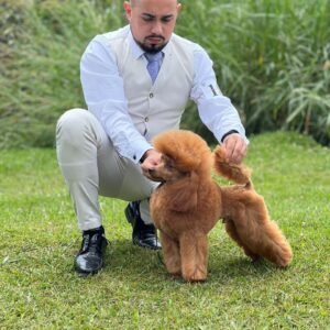 French Poodle Colombia, Mini Toy Poodle en Colombia, venta French Poodle, cachorros French Poodle Pereir­a, mini toy envío nacional, French Poodle hipoalergénico, precio French Poodle Colombia, criadero French Poodle Colombia, French Poodle inteligente y cariñoso, compra perros French Poodle Colombia, French Poodle características, perros miniatura Colombia, mini caniche colombia, poodle caniche, poodle gigante