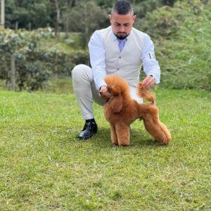 French Poodle Colombia, Mini Toy Poodle en Colombia, venta French Poodle, cachorros French Poodle Pereir­a, mini toy envío nacional, French Poodle hipoalergénico, precio French Poodle Colombia, criadero French Poodle Colombia, French Poodle inteligente y cariñoso, compra perros French Poodle Colombia, French Poodle características, perros miniatura Colombia, mini caniche colombia, poodle caniche, poodle gigante