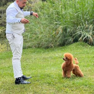 French Poodle Colombia, Mini Toy Poodle en Colombia, venta French Poodle, cachorros French Poodle Pereir­a, mini toy envío nacional, French Poodle hipoalergénico, precio French Poodle Colombia, criadero French Poodle Colombia, French Poodle inteligente y cariñoso, compra perros French Poodle Colombia, French Poodle características, perros miniatura Colombia, mini caniche colombia, poodle caniche, poodle gigante