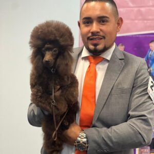 French Poodle Colombia, Mini Toy Poodle en Colombia, venta French Poodle, cachorros French Poodle Pereir­a, mini toy envío nacional, French Poodle hipoalergénico, precio French Poodle Colombia, criadero French Poodle Colombia, French Poodle inteligente y cariñoso, compra perros French Poodle Colombia, French Poodle características, perros miniatura Colombia, mini caniche colombia, poodle caniche, poodle gigante