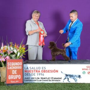 French Poodle Colombia, Mini Toy Poodle en Colombia, venta French Poodle, cachorros French Poodle Pereir­a, mini toy envío nacional, French Poodle hipoalergénico, precio French Poodle Colombia, criadero French Poodle Colombia, French Poodle inteligente y cariñoso, compra perros French Poodle Colombia, French Poodle características, perros miniatura Colombia, mini caniche colombia, poodle caniche, poodle gigante