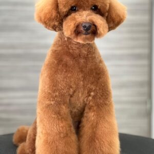French Poodle Colombia, Mini Toy Poodle en Colombia, venta French Poodle, cachorros French Poodle Pereir­a, mini toy envío nacional, French Poodle hipoalergénico, precio French Poodle Colombia, criadero French Poodle Colombia, French Poodle inteligente y cariñoso, compra perros French Poodle Colombia, French Poodle características, perros miniatura Colombia, mini caniche colombia, poodle caniche, poodle gigante