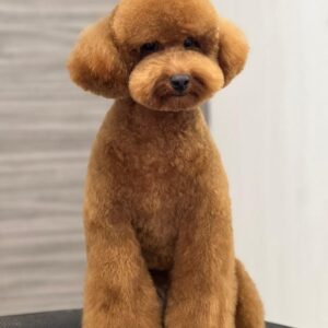 French Poodle Colombia, Mini Toy Poodle en Colombia, venta French Poodle, cachorros French Poodle Pereir­a, mini toy envío nacional, French Poodle hipoalergénico, precio French Poodle Colombia, criadero French Poodle Colombia, French Poodle inteligente y cariñoso, compra perros French Poodle Colombia, French Poodle características, perros miniatura Colombia, mini caniche colombia, poodle caniche, poodle gigante