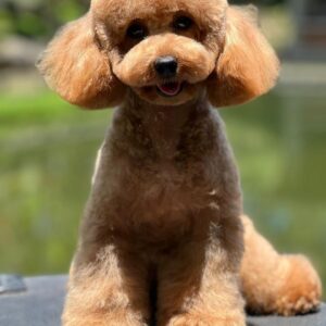 French Poodle Colombia, Mini Toy Poodle en Colombia, venta French Poodle, cachorros French Poodle Pereir­a, mini toy envío nacional, French Poodle hipoalergénico, precio French Poodle Colombia, criadero French Poodle Colombia, French Poodle inteligente y cariñoso, compra perros French Poodle Colombia, French Poodle características, perros miniatura Colombia, mini caniche colombia, poodle caniche, poodle gigante