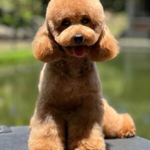 French Poodle Colombia, Mini Toy Poodle en Colombia, venta French Poodle, cachorros French Poodle Pereir­a, mini toy envío nacional, French Poodle hipoalergénico, precio French Poodle Colombia, criadero French Poodle Colombia, French Poodle inteligente y cariñoso, compra perros French Poodle Colombia, French Poodle características, perros miniatura Colombia, mini caniche colombia, poodle caniche, poodle gigante
