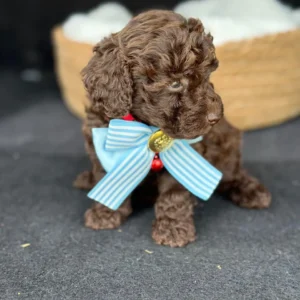 poodle chocolate
