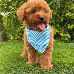 french poodle rojo, Poodle rojo en colombia