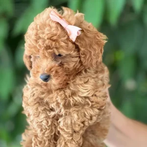 mini poodle
