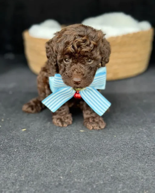 main french poodle colombia - mini poodle - tacita de te - poodle rojo - poodle chocolate - poodle mini toy - comprar poodle - precios poodle colombia -1-webp
